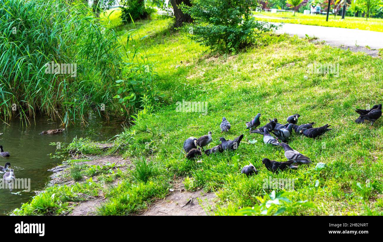 Pigeons and water birds on the shore of a pond in the South Park, Kaliningrad, Russia. City birds. Stock Photo