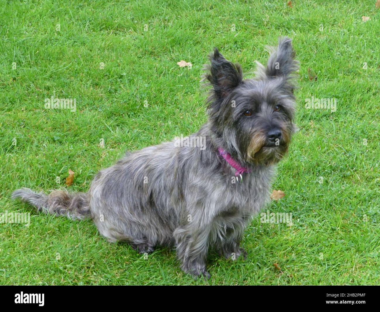 Small grey dog sitting on a lawn which is crossed between a Yorky  and a Westie Stock Photo