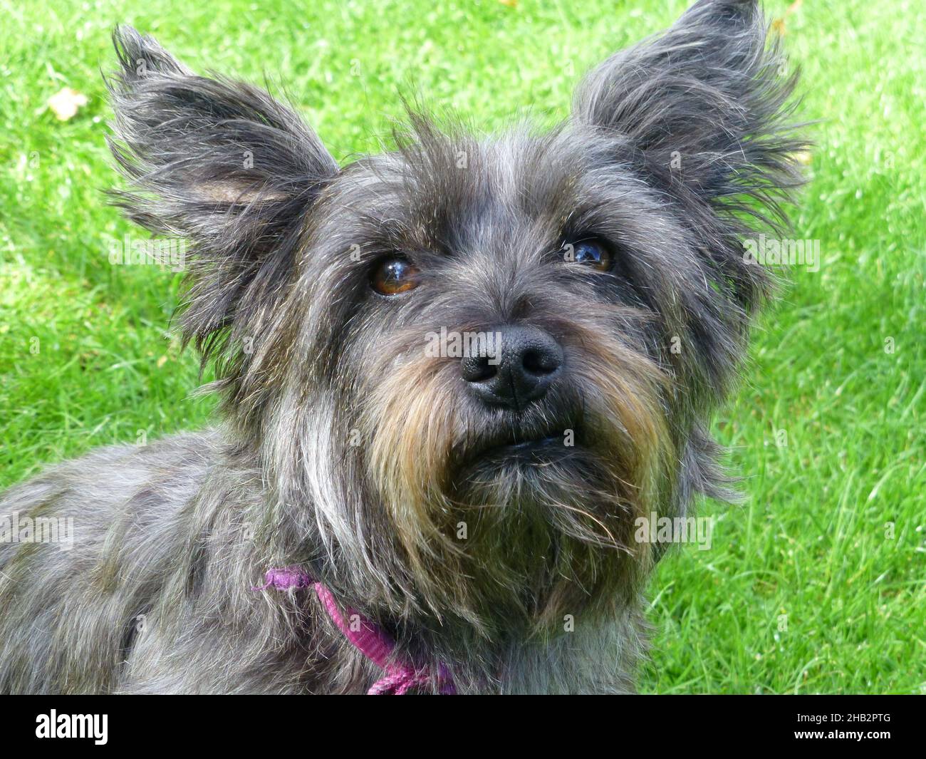 Attractive portage of a small dog which is a cross between a Yorky and a Westie looking up. Stock Photo