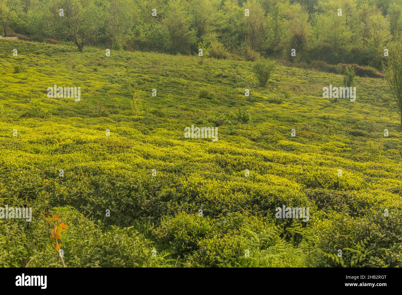Tea gardens near Lahijan, Gilan province, Iran Stock Photo - Alamy