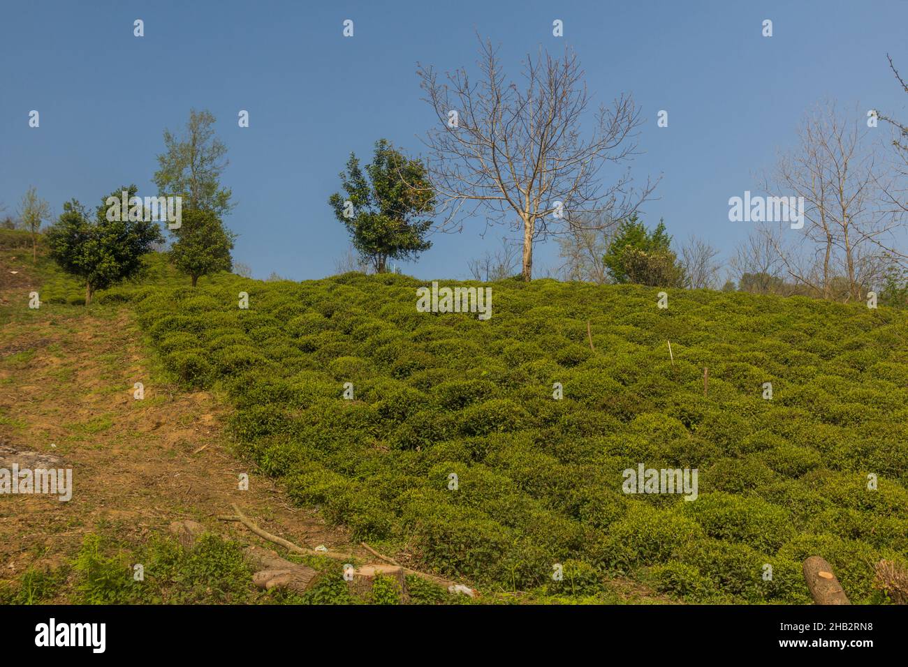 Tea gardens near Lahijan, Gilan province, Iran Stock Photo - Alamy