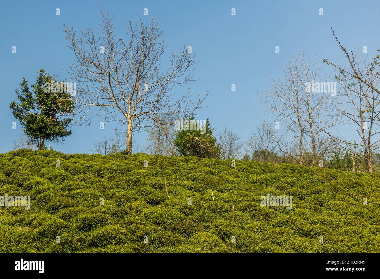 Tea gardens near Lahijan, Gilan province, Iran Stock Photo - Alamy