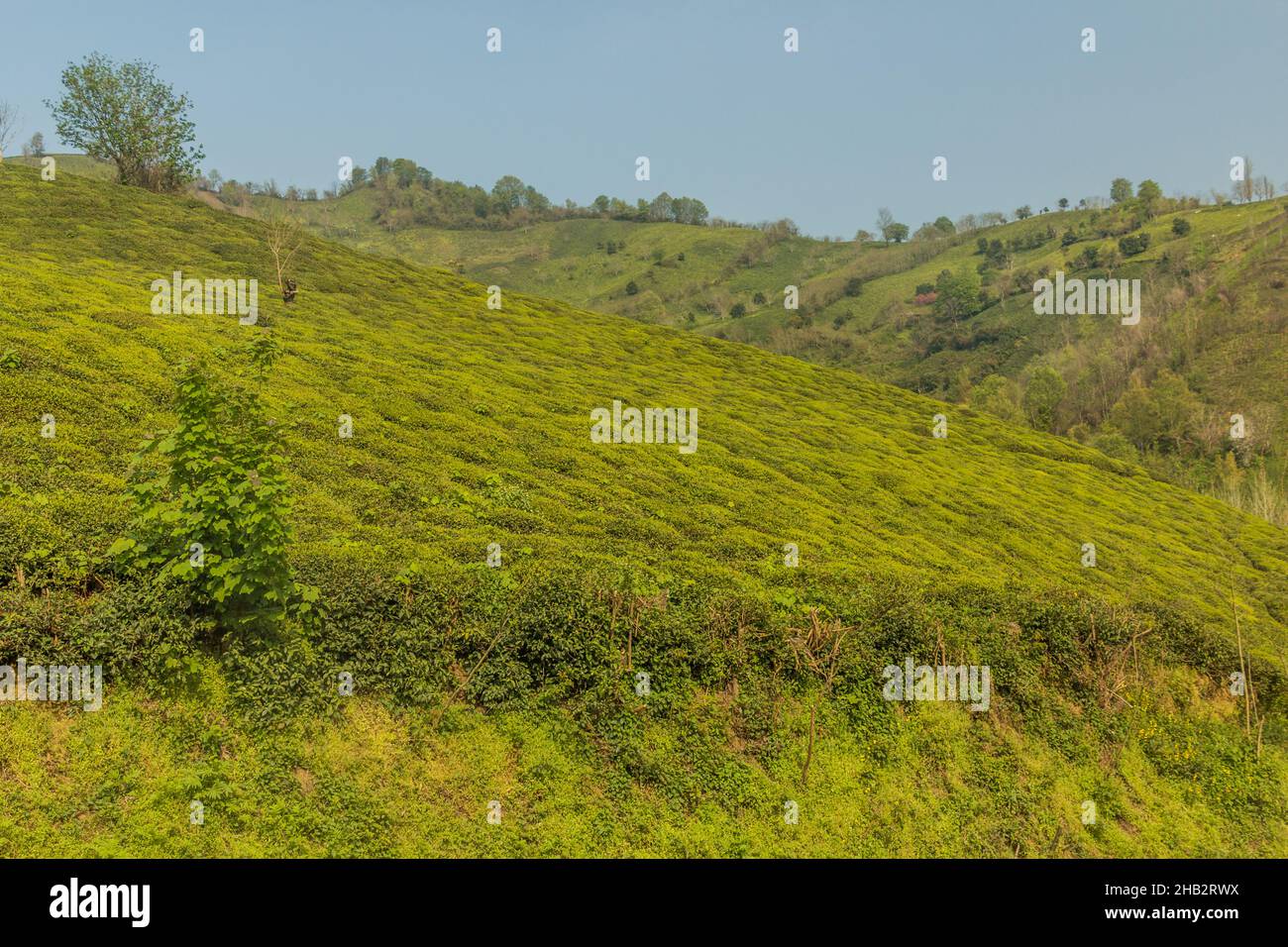 Tea gardens near Lahijan, Gilan province, Iran Stock Photo - Alamy
