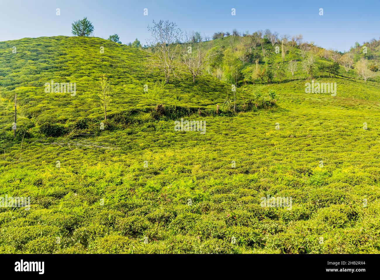 Tea gardens near Lahijan, Gilan province, Iran Stock Photo - Alamy