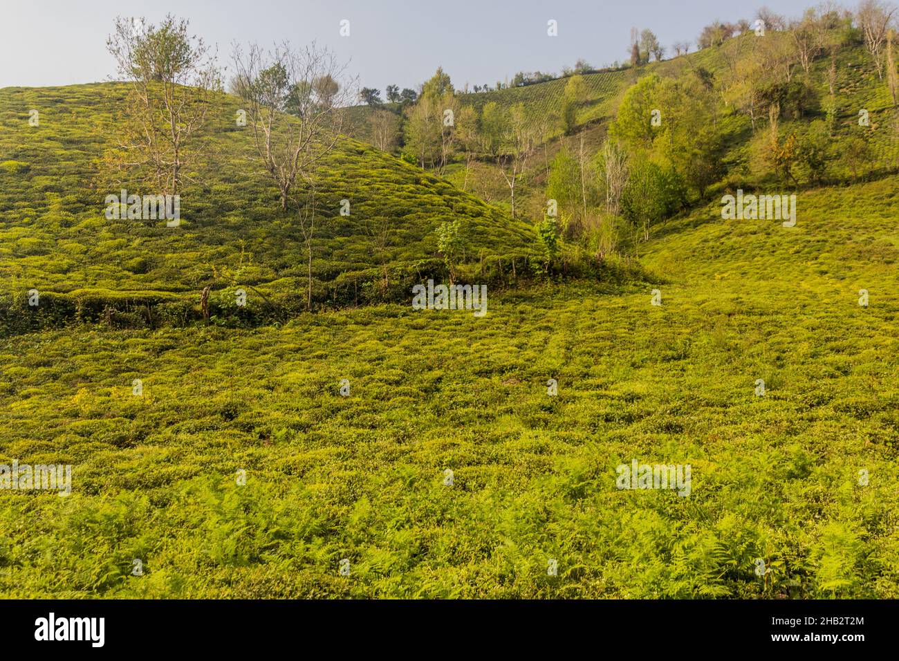 Tea gardens near Lahijan, Gilan province, Iran Stock Photo - Alamy