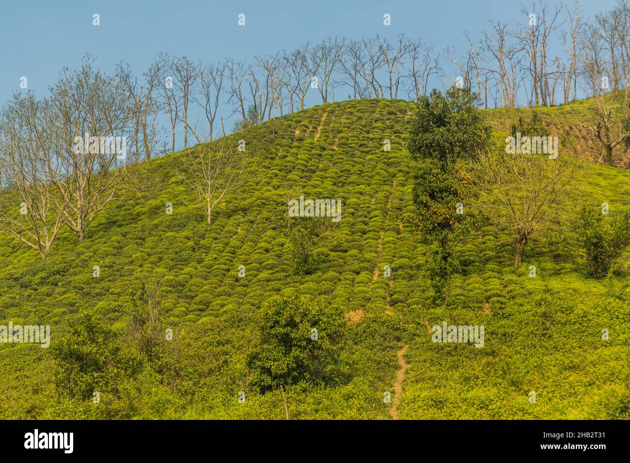 Tea gardens near Lahijan, Gilan province, Iran Stock Photo - Alamy