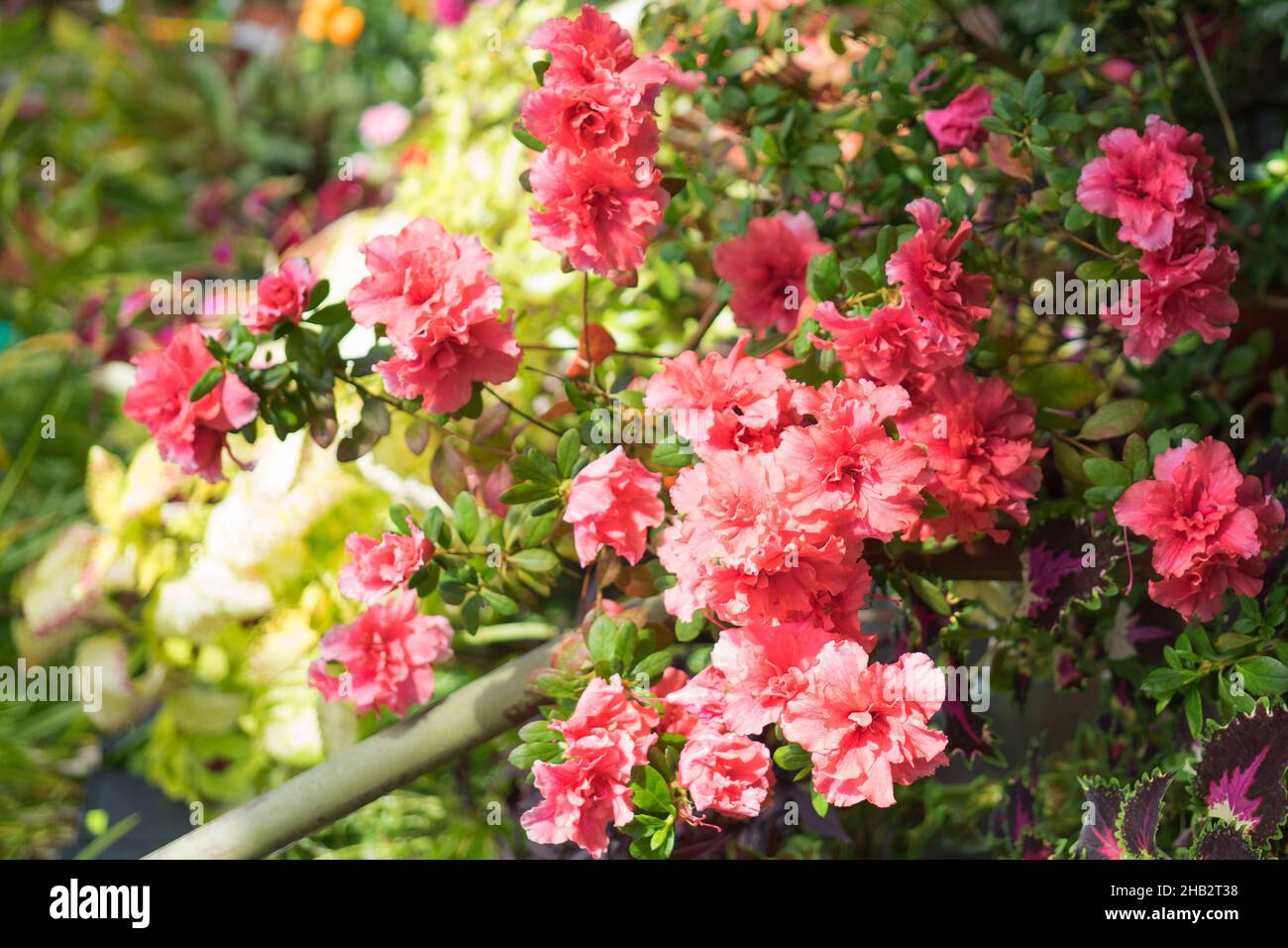 Pink blooming azalea. The concept of growing indoor house plants. Stock Photo