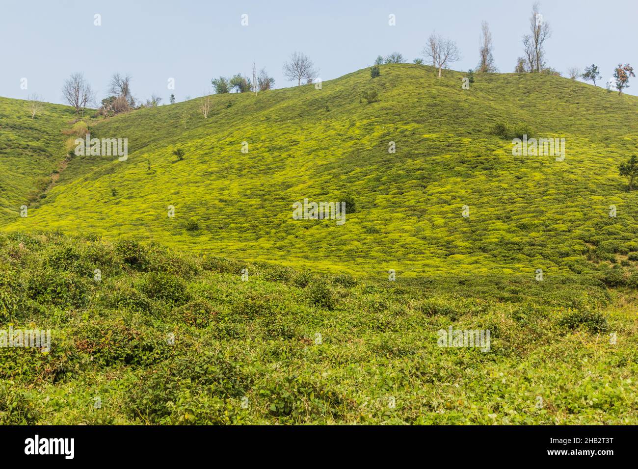 Tea gardens near Lahijan, Gilan province, Iran Stock Photo - Alamy