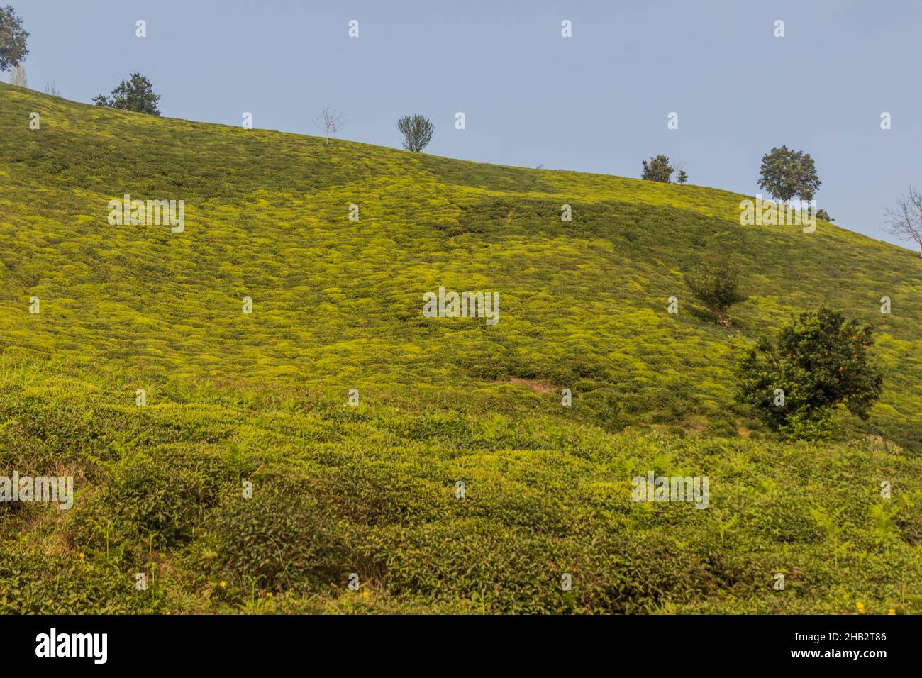 Tea gardens near Lahijan, Gilan province, Iran Stock Photo - Alamy