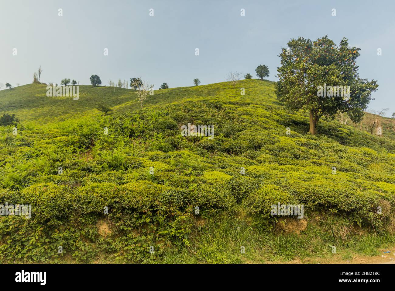 Tea gardens near Lahijan, Gilan province, Iran Stock Photo - Alamy