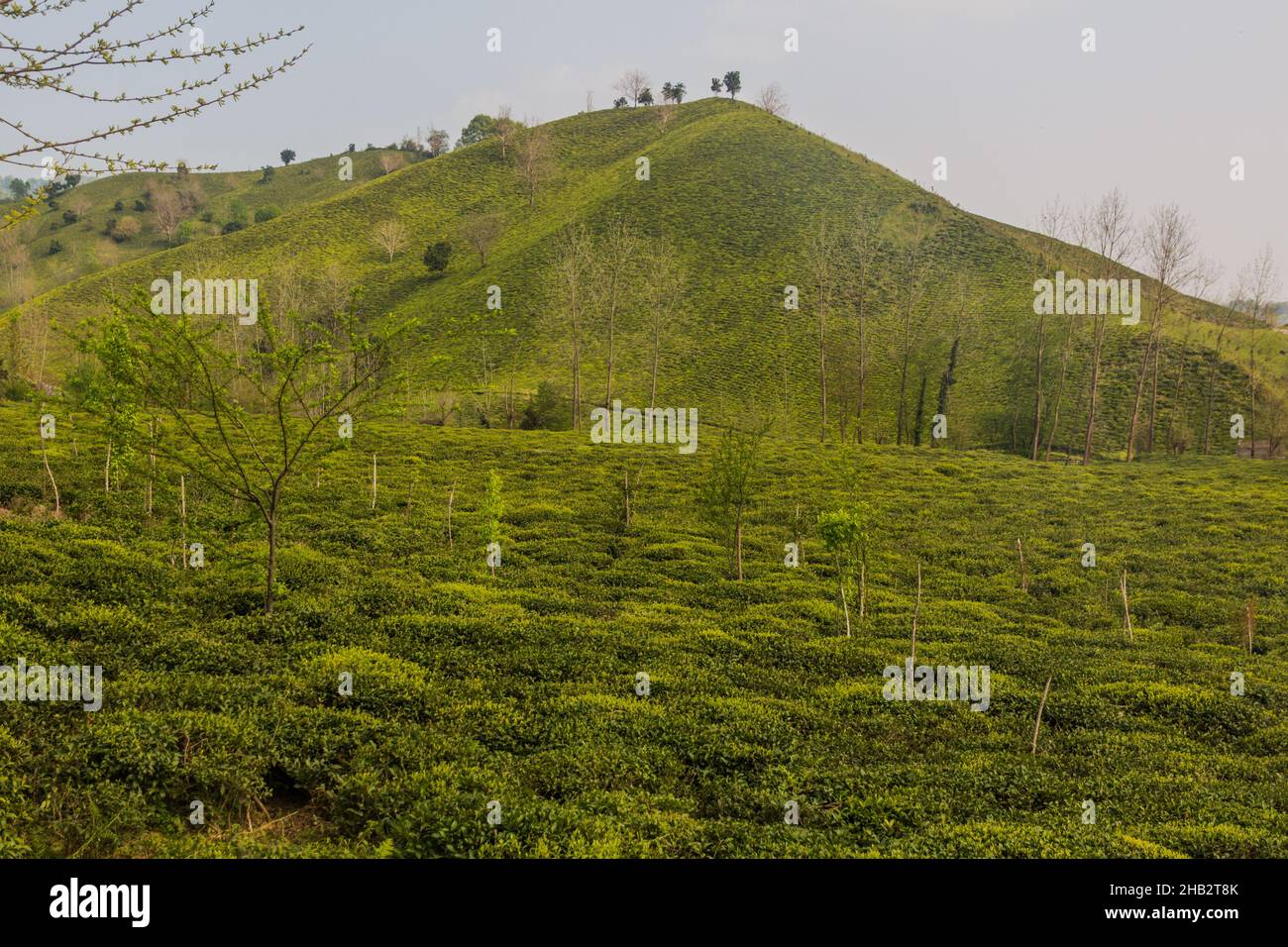 Tea gardens near Lahijan, Gilan province, Iran Stock Photo - Alamy