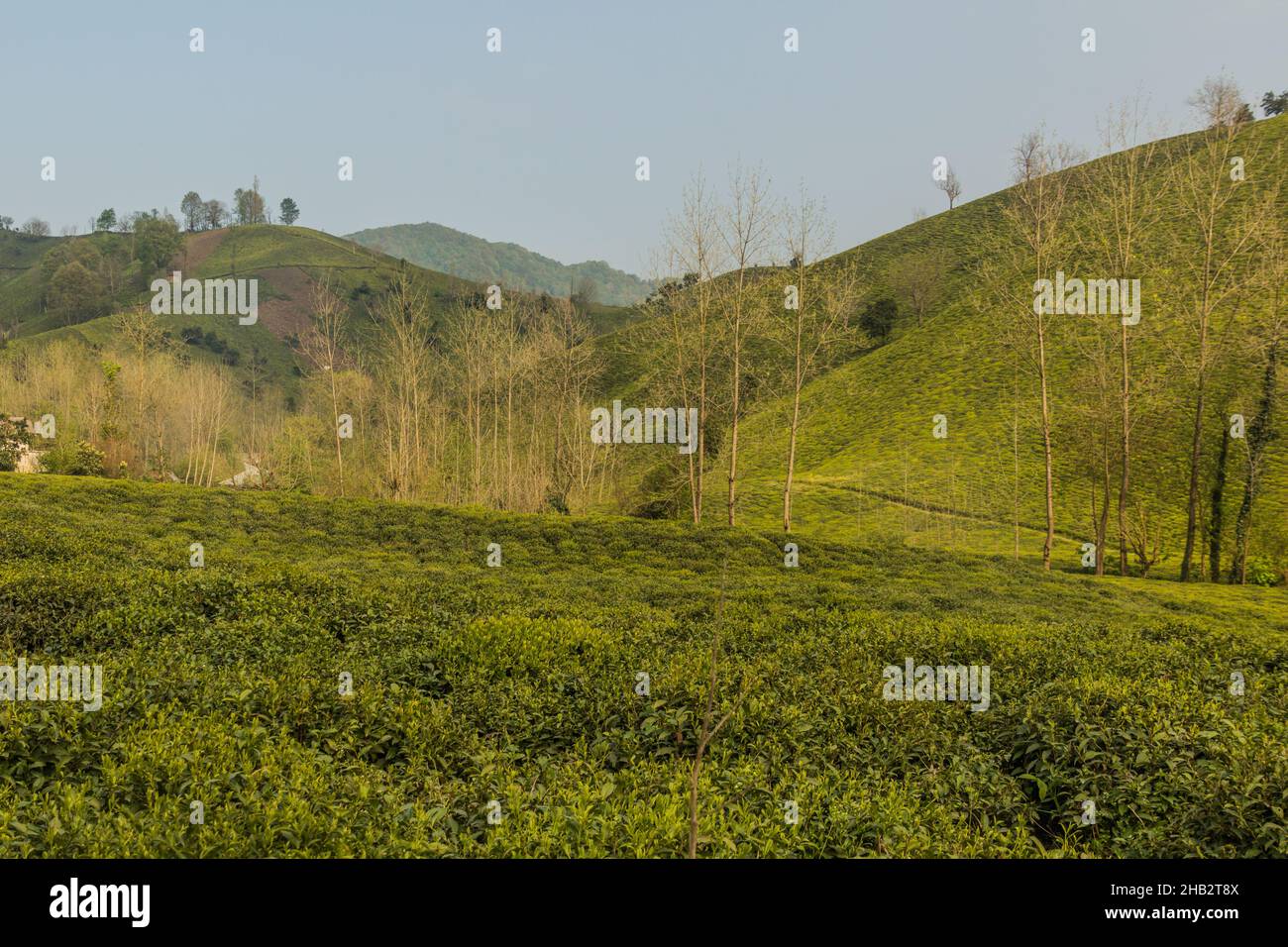Tea gardens near Lahijan, Gilan province, Iran Stock Photo - Alamy