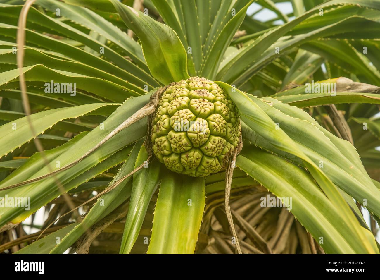 Screw pine pandanus tectorius closeup Stock Photo Alamy
