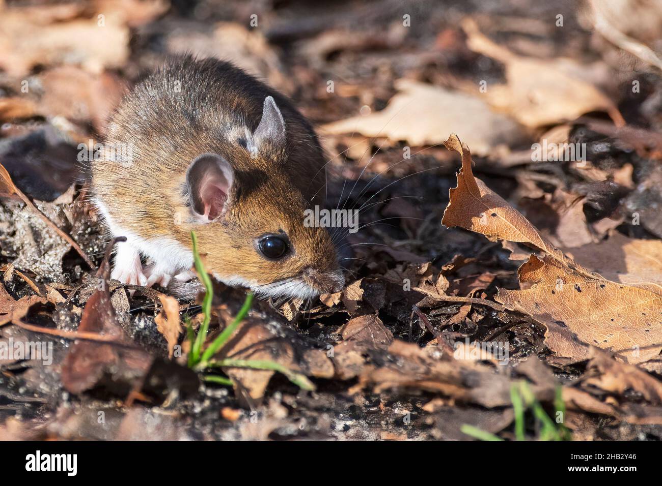 Whitefooted or Deer Mouse in late fall leaf litter Stock Photo Alamy