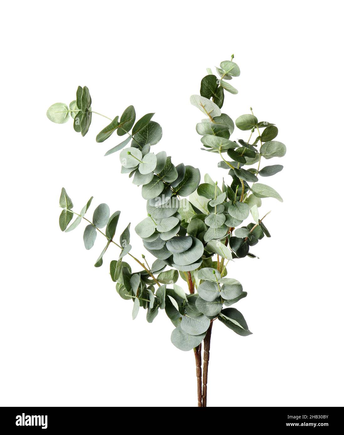 Beautiful fresh baby blue eucalyptus branches on white background Stock
