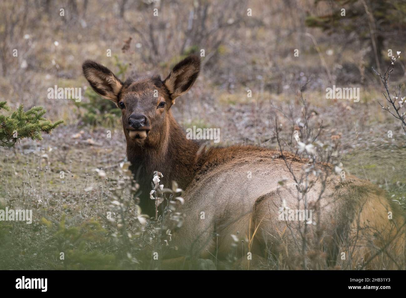 Wild Elk Calf (Wapiti/Cervus canadensis), Jasper National Park, Alberta, Canada Stock Photo
