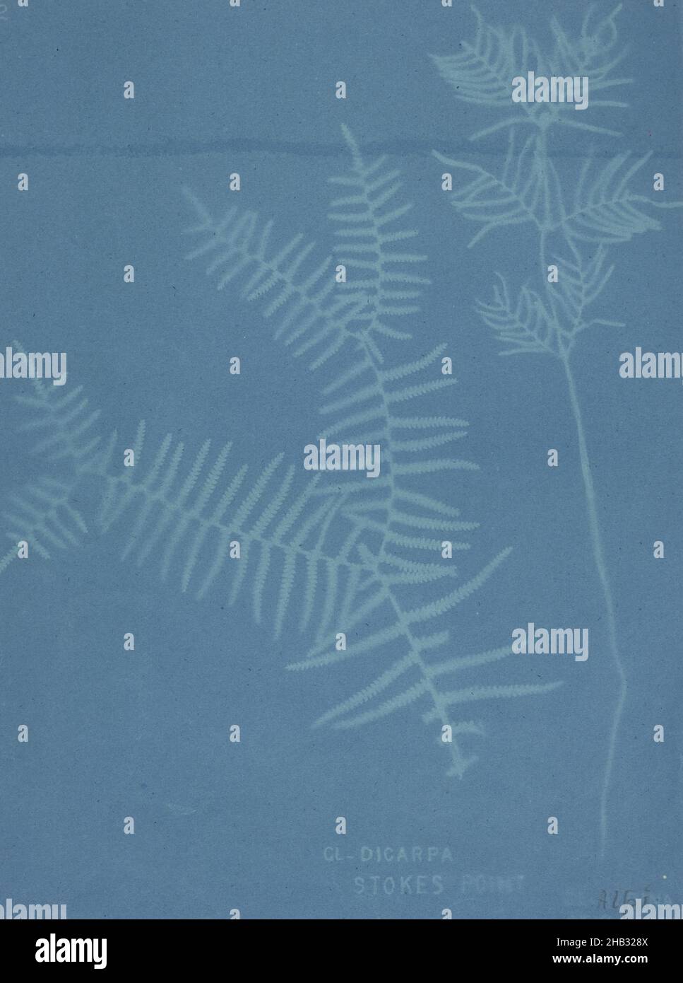 Gleichenia dicarpa, Stokes Point and Gleichenia alpina, Otira Gorge. From the album: New Zealand ferns. 167 varieties, Eric Craig, maker/artist, 1888, Auckland, blueprint process Stock Photo
