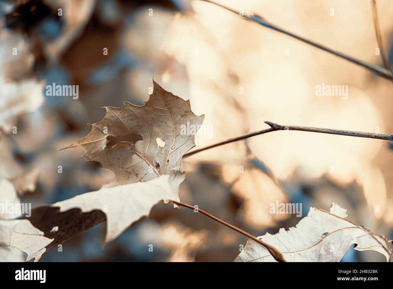 Close up of dead leaves in winter Stock Photo
