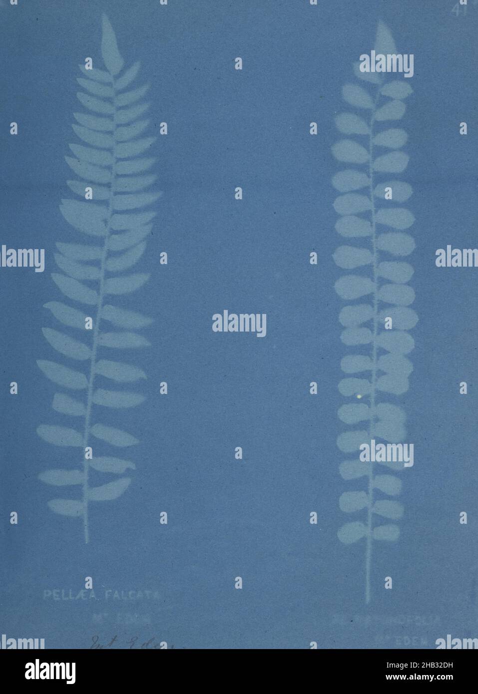 Pellaea falcata, Mount Eden and pellaea rotundifolia, Mount Eden. From the album: New Zealand ferns. 167 varieties, Eric Craig, maker/artist, 1888, Auckland, blueprint process Stock Photo