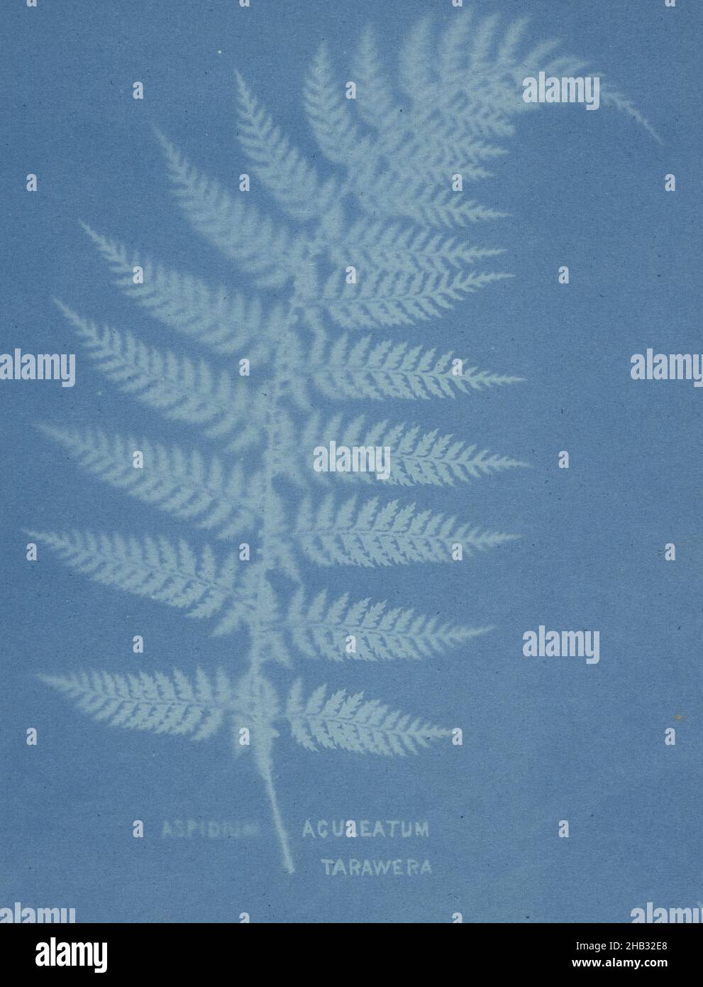 Aspidium aculeatum, Tarawera. From the album: New Zealand ferns. 167 ...