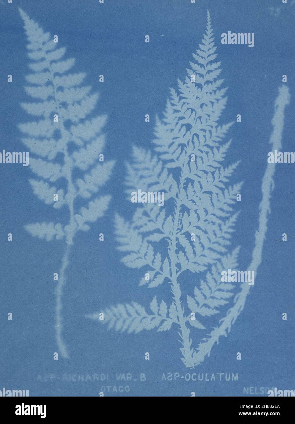 Aspidium oculatum hi-res stock photography and images - Alamy