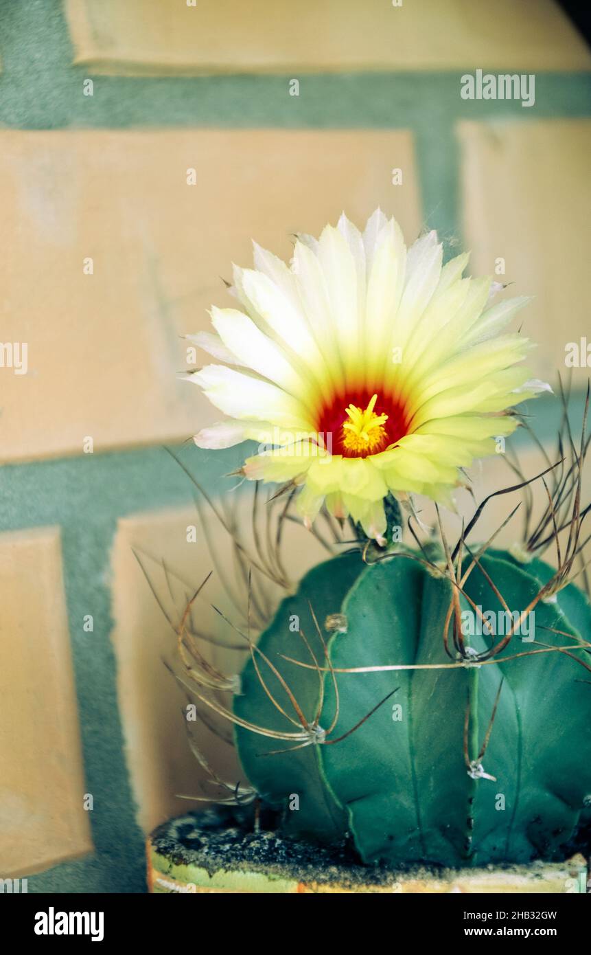 Beautiful view of a yellow flowering cactus Stock Photo
