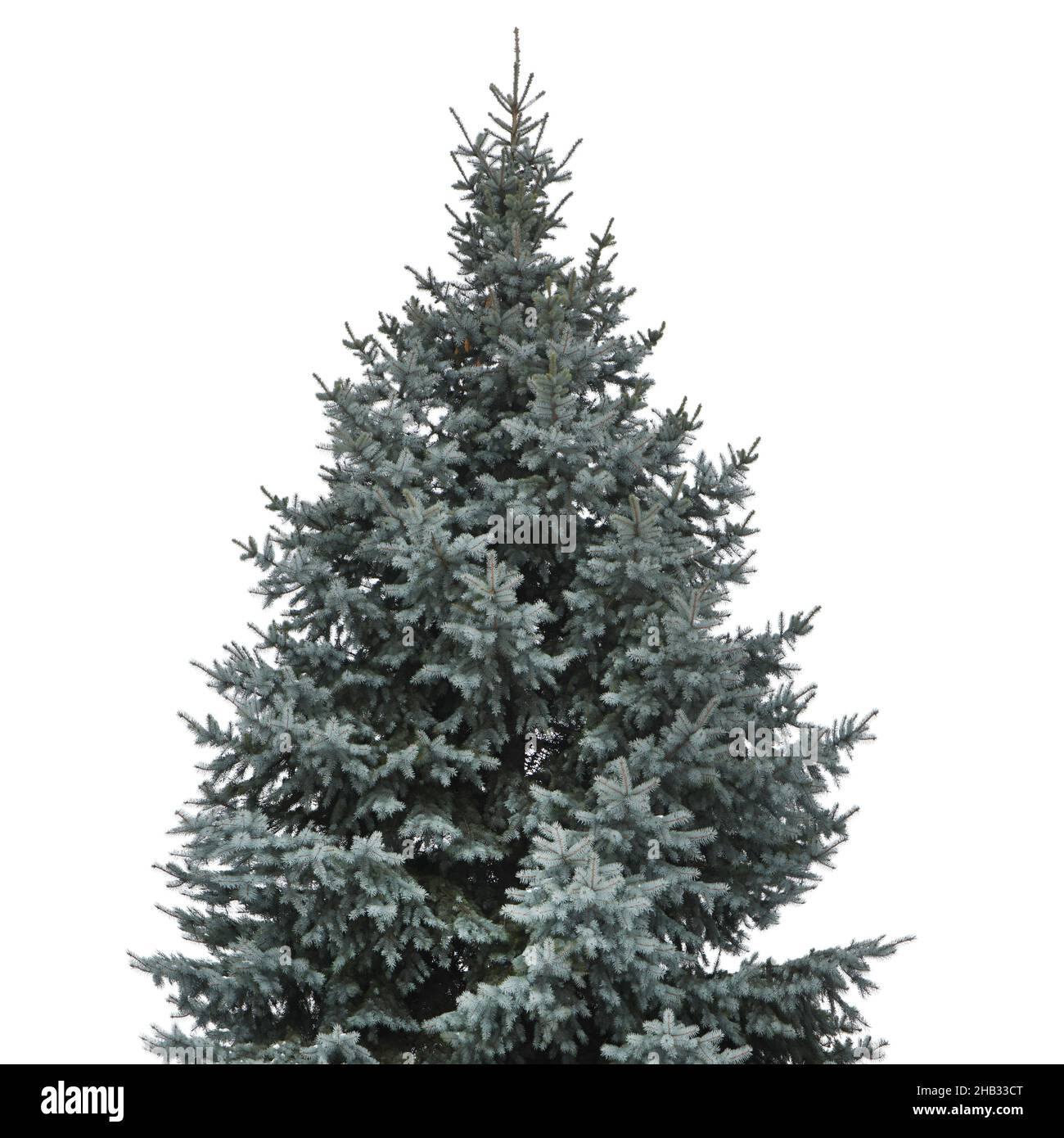 Blue spruce, isolated on white background. High resolution photo Stock