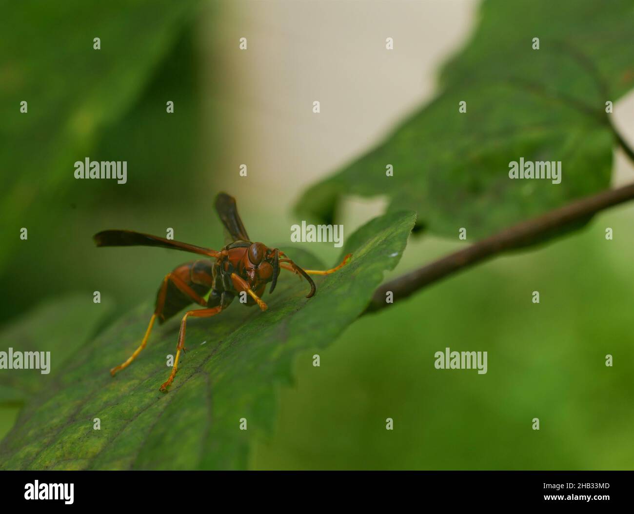 Paper wasp. Scientific name: Polistes Gallicus. Sitting on a green leaf. Stock Photo