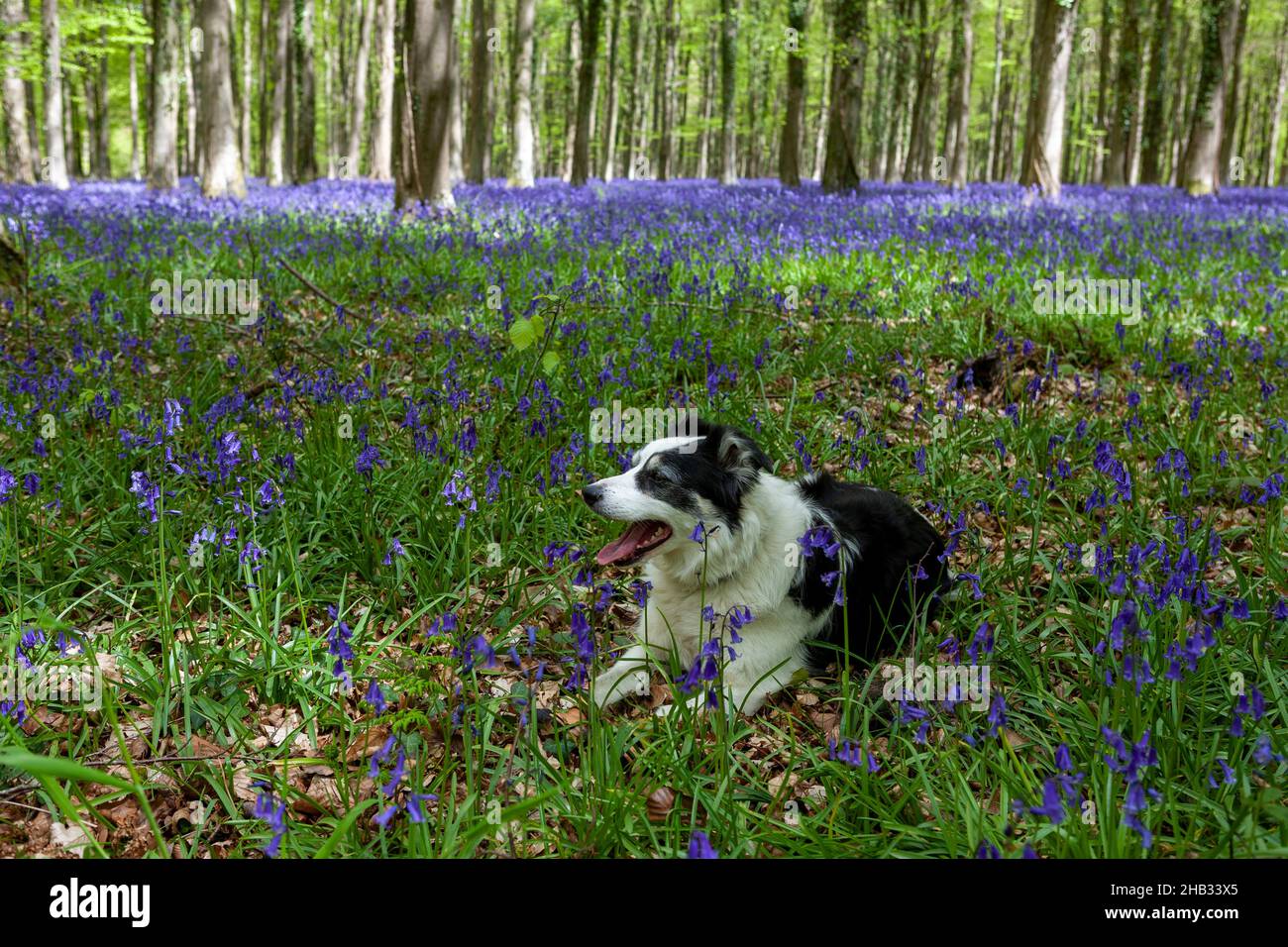 A Border Collie dog on a carpet of bluebells (Hyacinthoides non-scripta), Inholmes Wood, Stoughton, West Sussex, UK Stock Photo