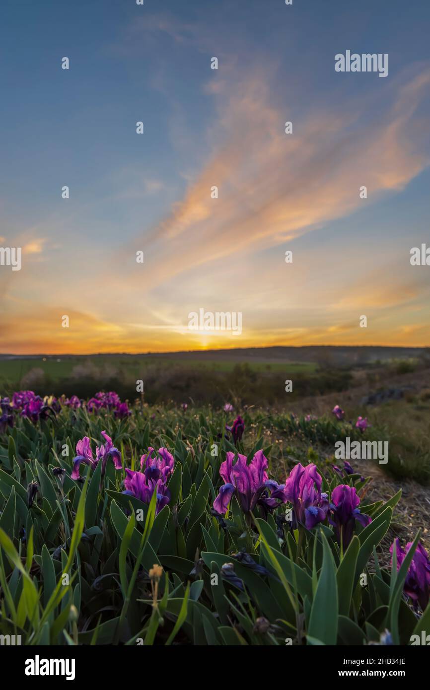 Dwarf iris in Pusty kopec u Konic near Znojmo, Southern Moravia, Czech Republic Stock Photo