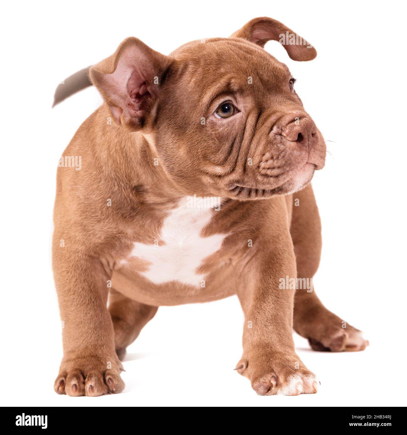 A brown American bully puppy sits quietly and looks straight ahead