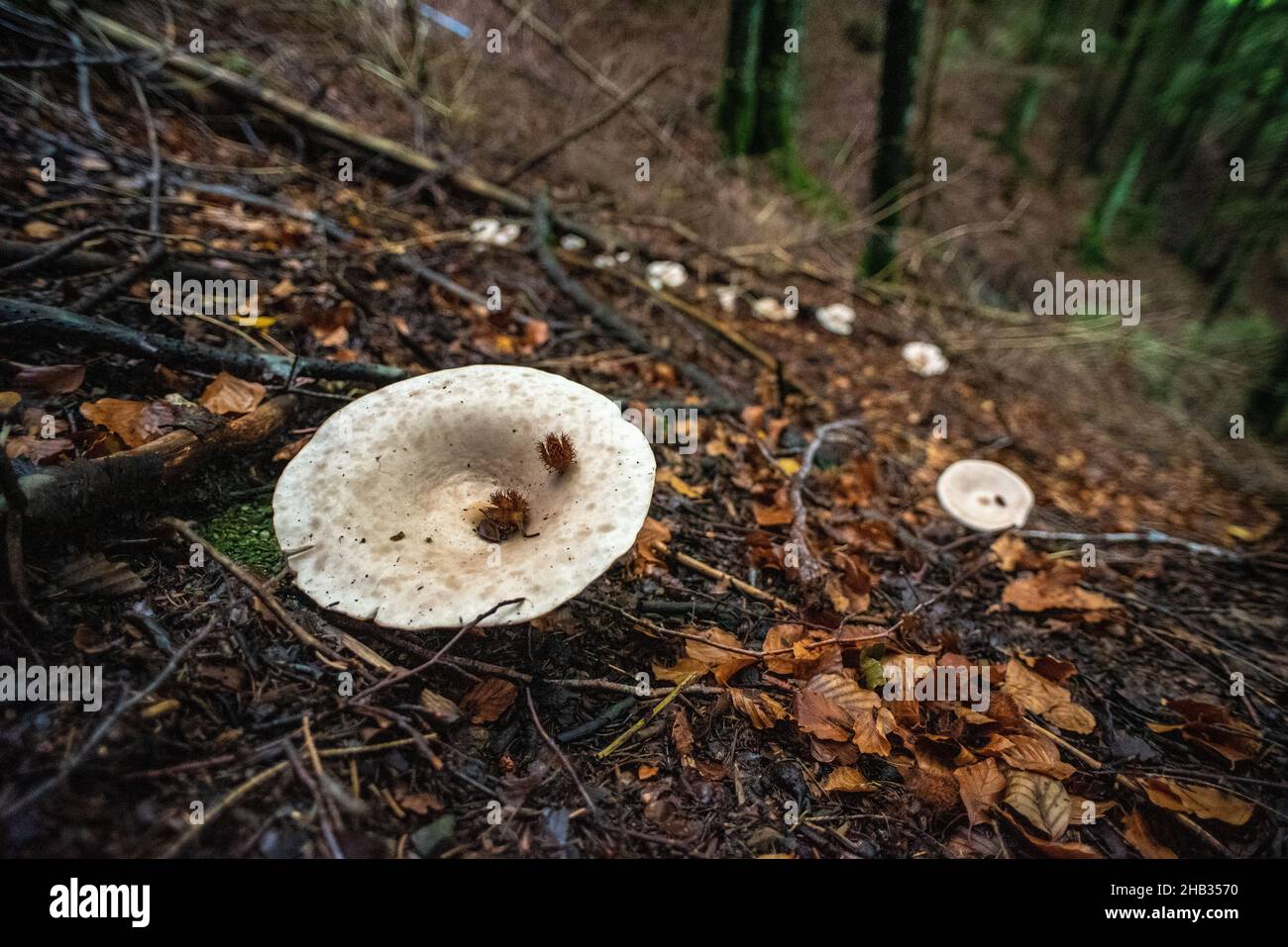 Scenic ring of peppery milk cap mushrooms in a forest in the Alps Stock Photo