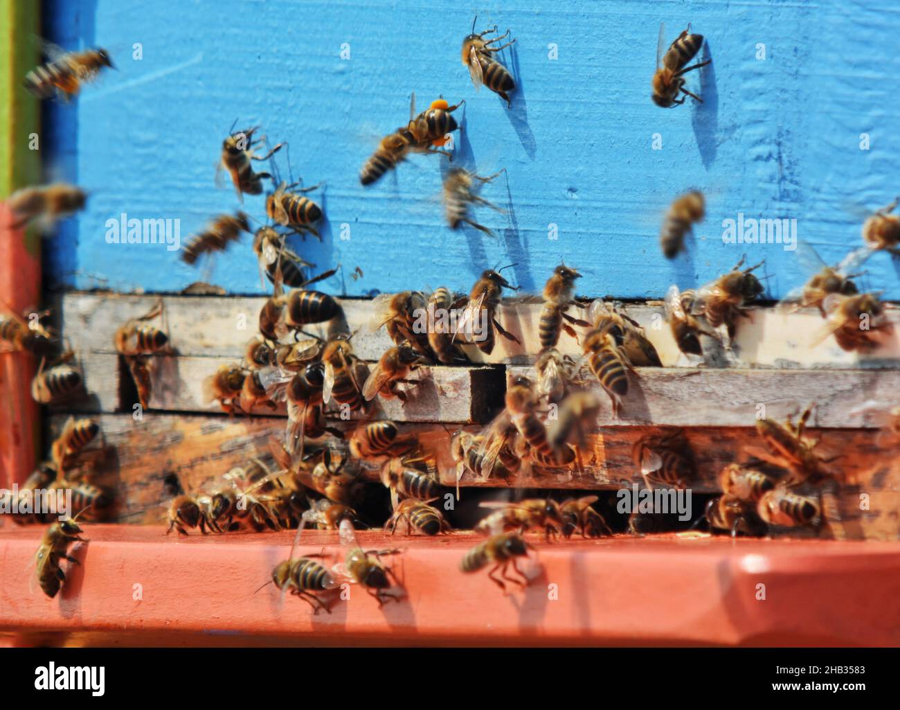 Black bees hive entrance hi-res stock photography and images - Alamy