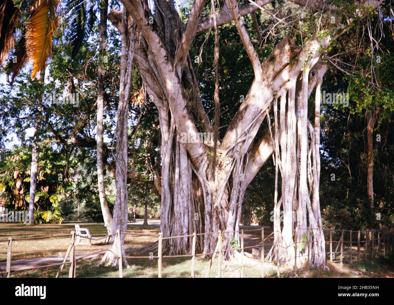 Banyan epiphyte plant, Ficus benjamina fig parasite, growing on tree in the botanical gardens, Port of Spain, Trinidad 1963 Stock Photo