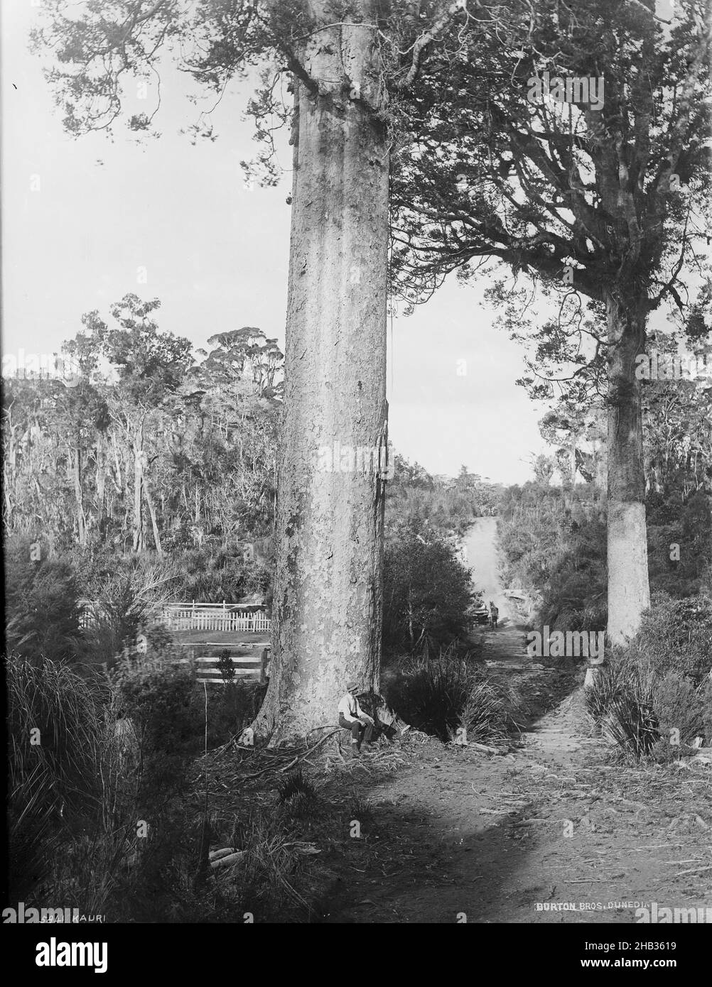 Kauri, Burton Brothers studio, photography studio, New Zealand, gelatin