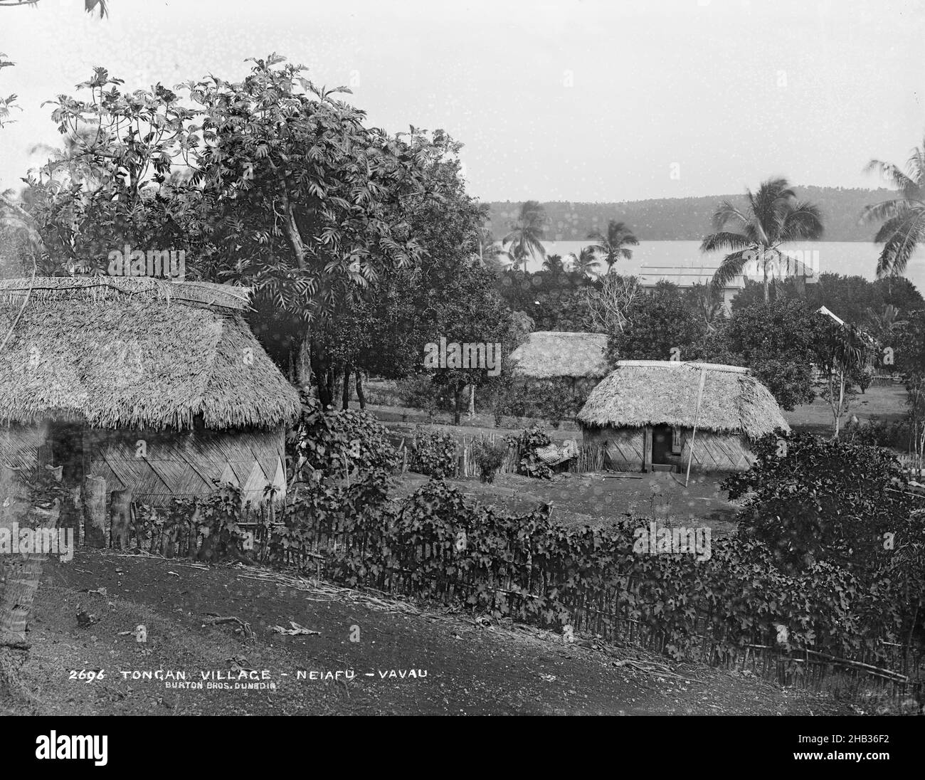 Tongan village, Neiafu, Vavau, Burton Brothers studio, photography studio, 26 July 1884, New Zealand, black-and-white photography, View looking down a hill towards sea and high mountain in background., with three Fale surrounded by orange grove. In foreground a small clearing with a hedge running right to elft to a Fale, a large tree is directly behind. The roof of a colonial building is just visible right, in orange grove Stock Photo