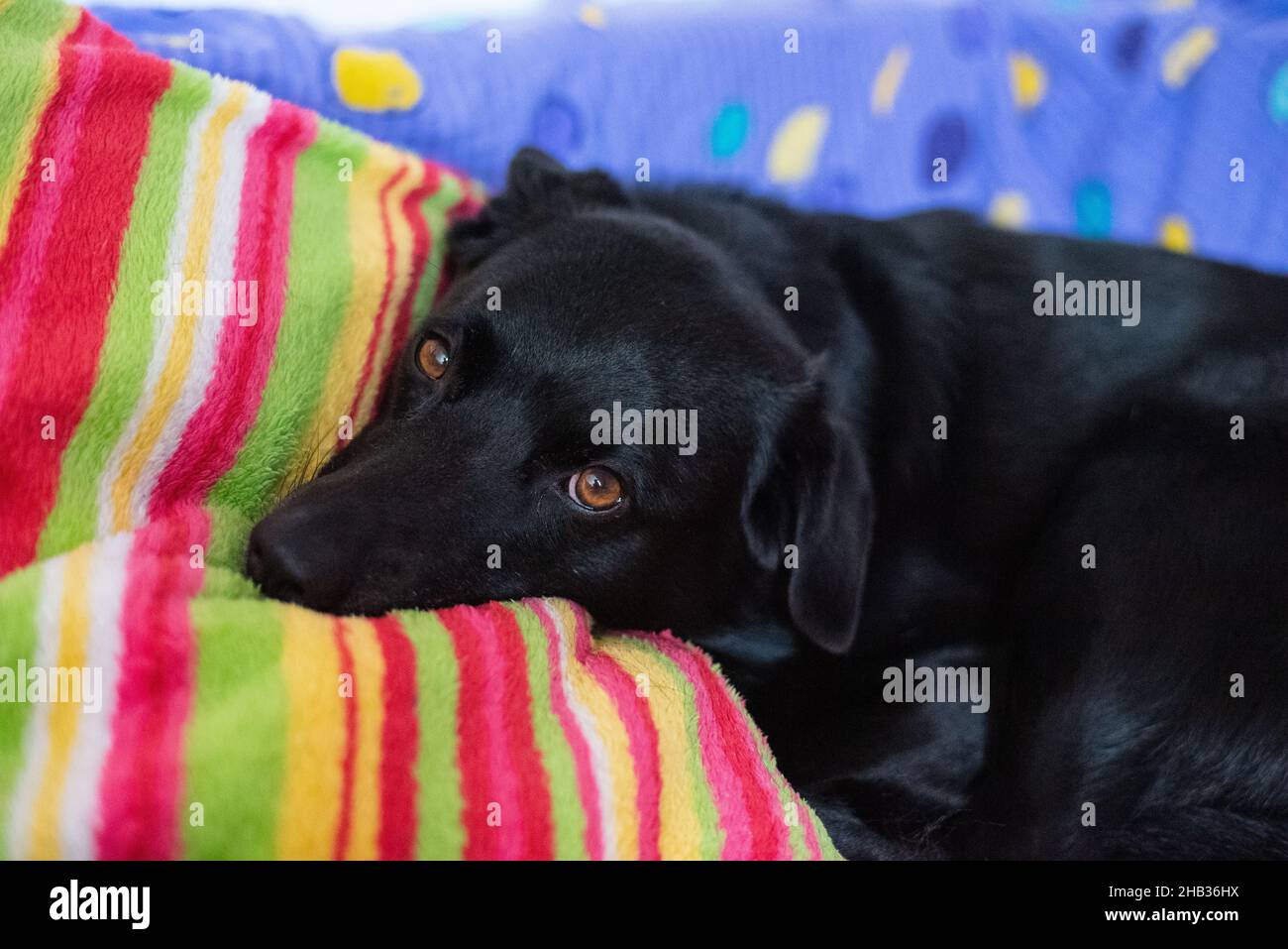 A sleepy black dog laying on the coach with a colorful blanket Stock Photo