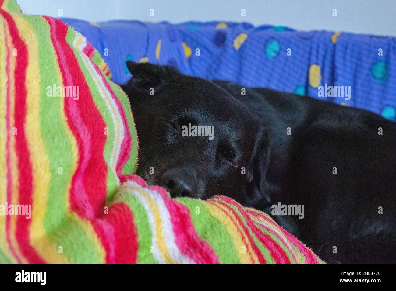 A sleepy black dog laying on the coach with a colorful blanket Stock Photo