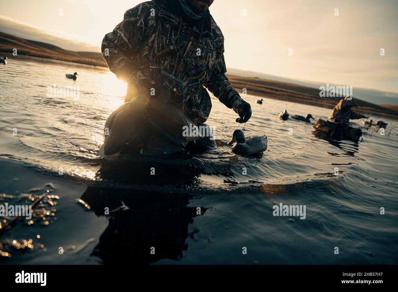 Two duck hunters picking up decoys in pond Stock Photo