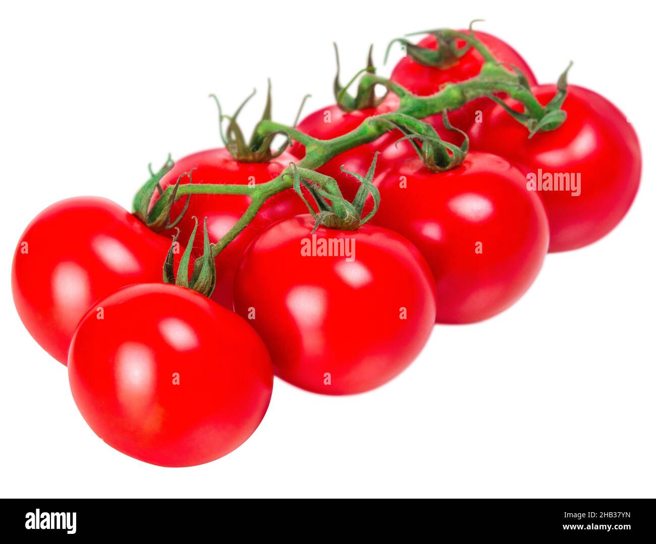 Tomato branch isolated on white background Stock Photo