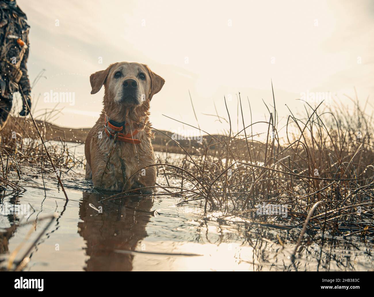 Duck hunting dog wading in water Stock Photo