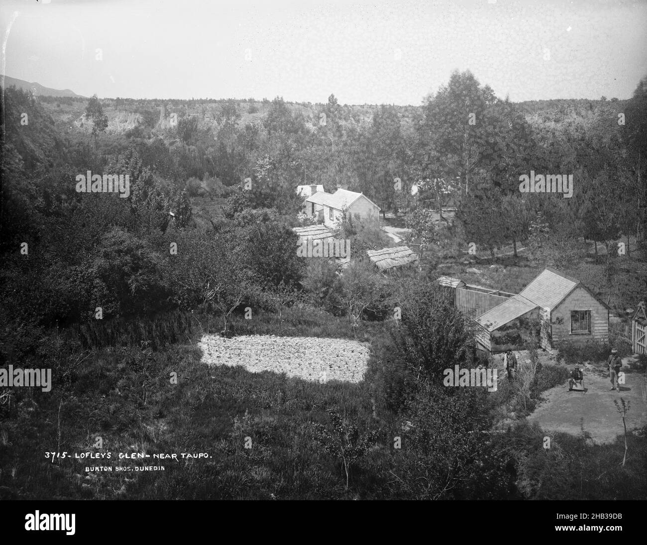 Lofley's Glen near Taupo, Burton Brothers studio, photography studio, New Zealand, black-and-white photography Stock Photo