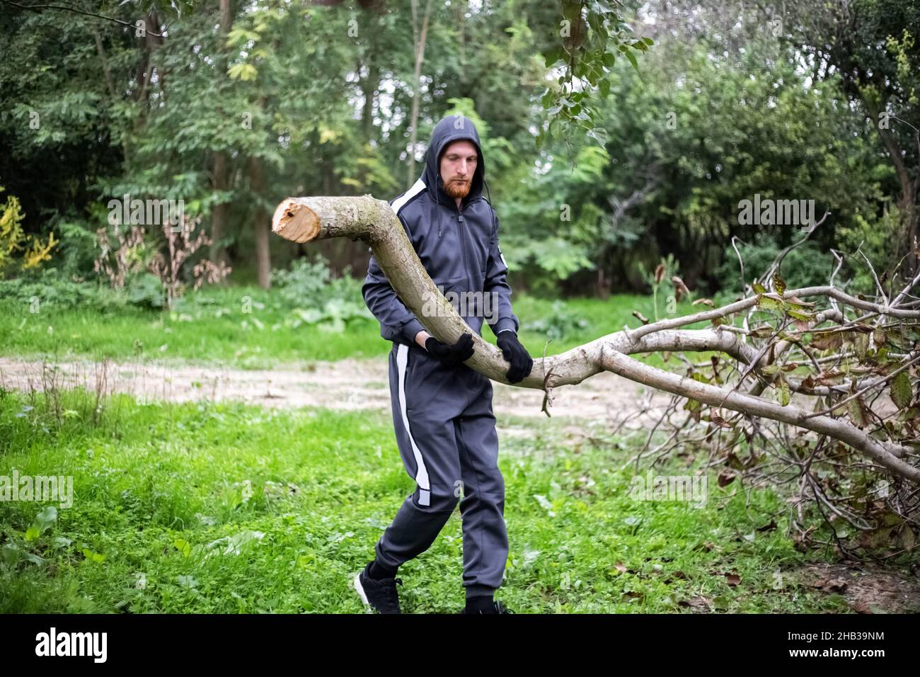 man carries a branch of a cut dry tree. Pruning trees in the garden. Stock Photo