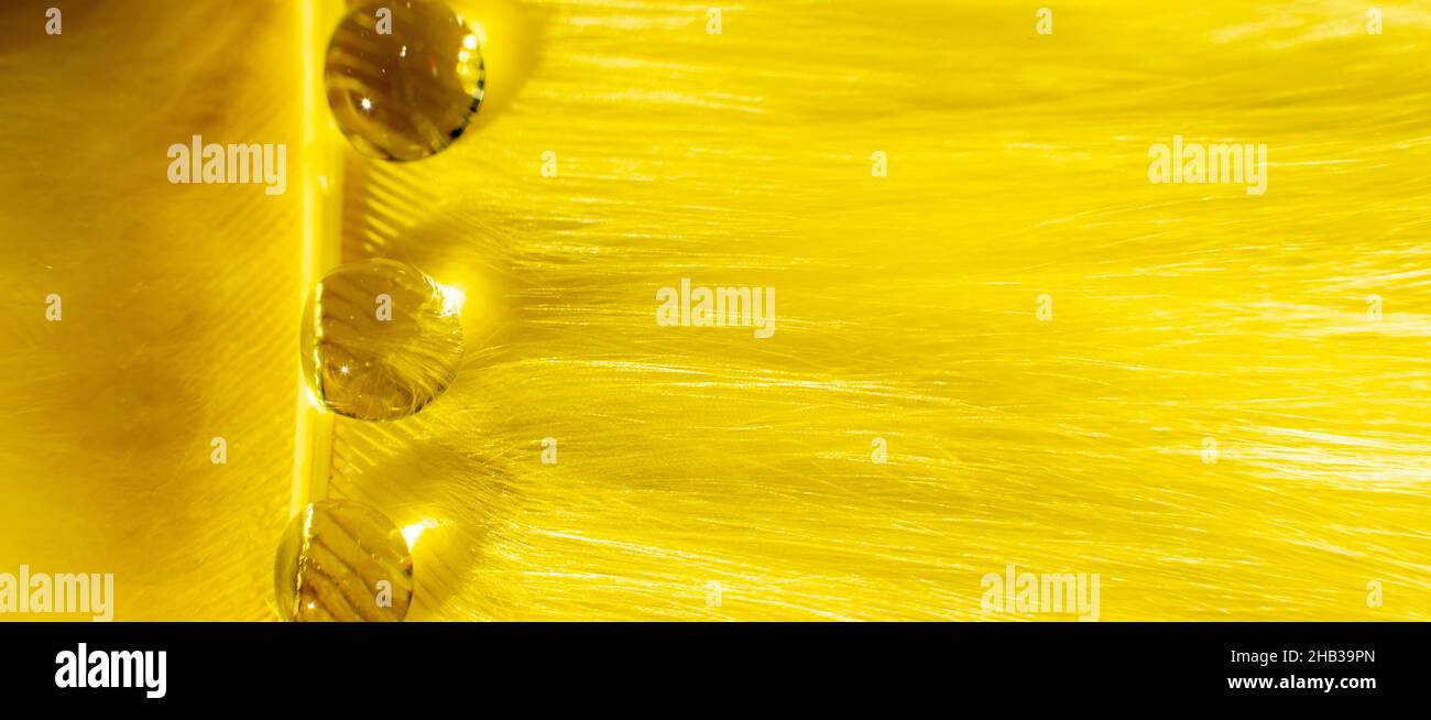 Wide banner of Beautiful drops of water on a yellow fluffy background ...