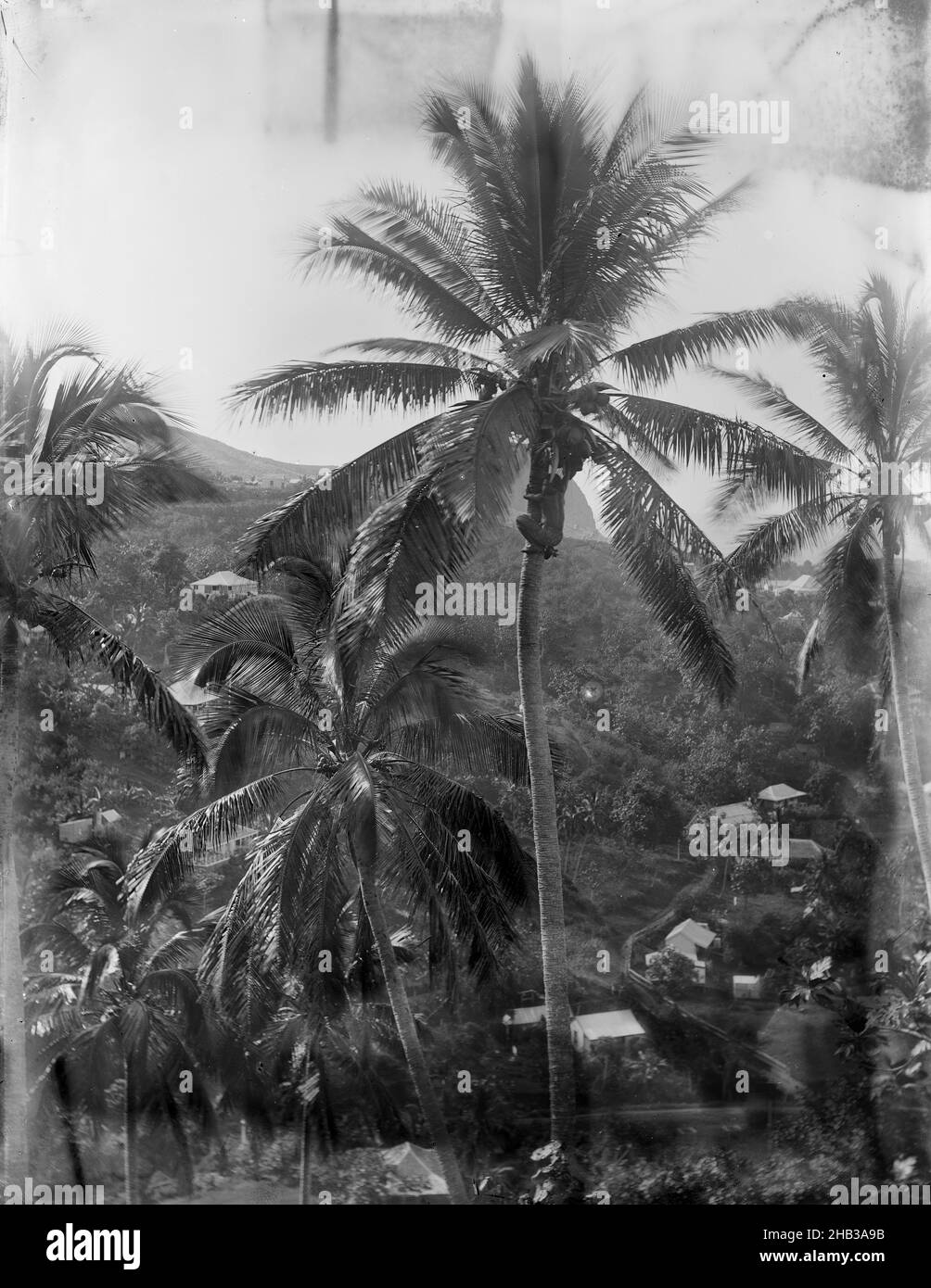 Name Plate Clipart Black And White Tree