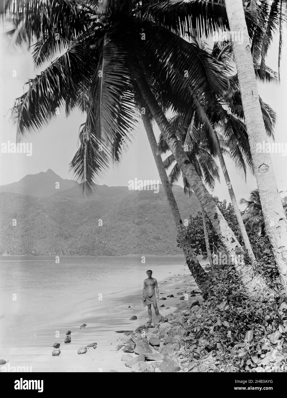 [Pango Pango (sic). Cocoa Nuts], Burton Brothers studio, photography studio, 1884, Dunedin, gelatin dry plate process, Man stands on sandy foreshore, at foot of coconut palms (foreground right), sea to left of man and high mountain in background Stock Photo