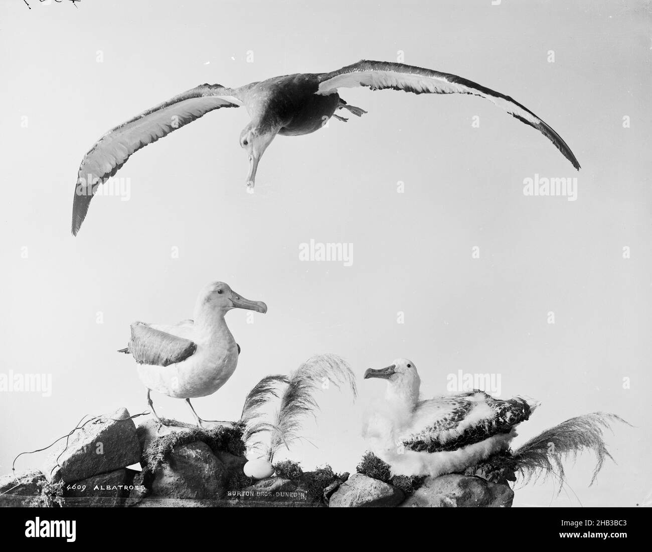 Albatross, Burton Brothers studio, photography studio, 1889, Dunedin, black-and-white photography, Display of stuffed birds Stock Photo