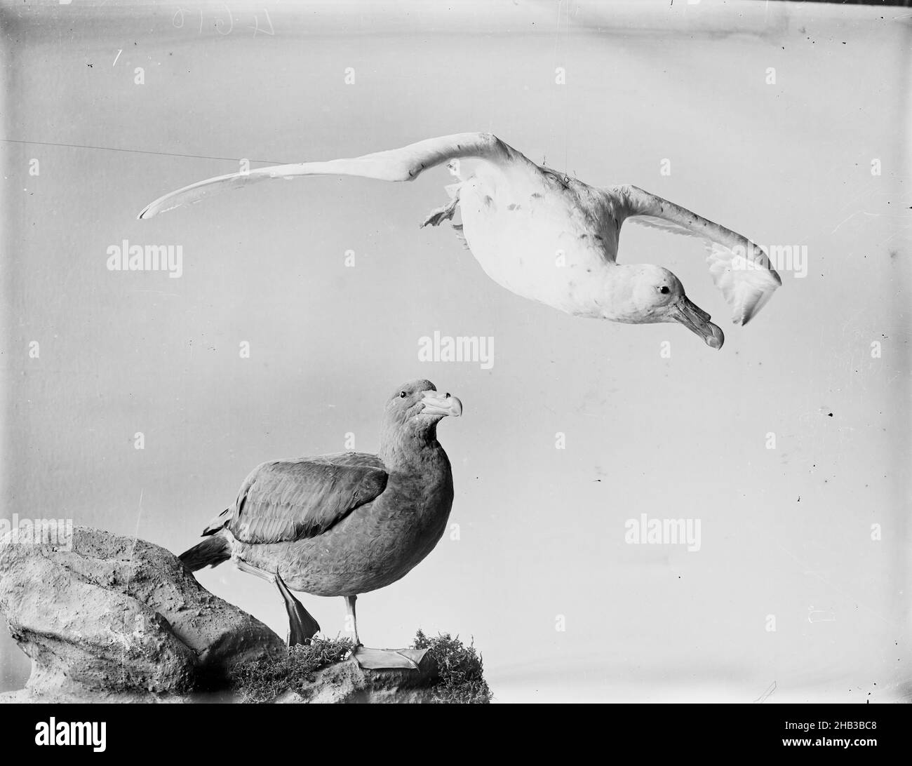 [Nelly or Giant Petrel], Burton Brothers studio, photography studio, 1889, Dunedin, black-and-white photography, Display of two stuffed birds Stock Photo