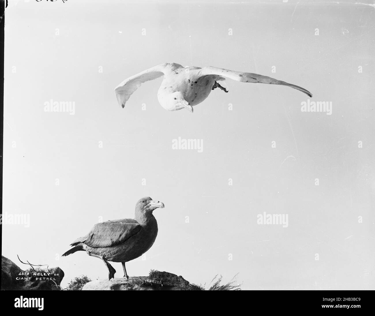 Nelly or Giant Petrel, Burton Brothers studio, photography studio, 1889, Dunedin, black-and-white photography, Display of two stuffed birds Stock Photo