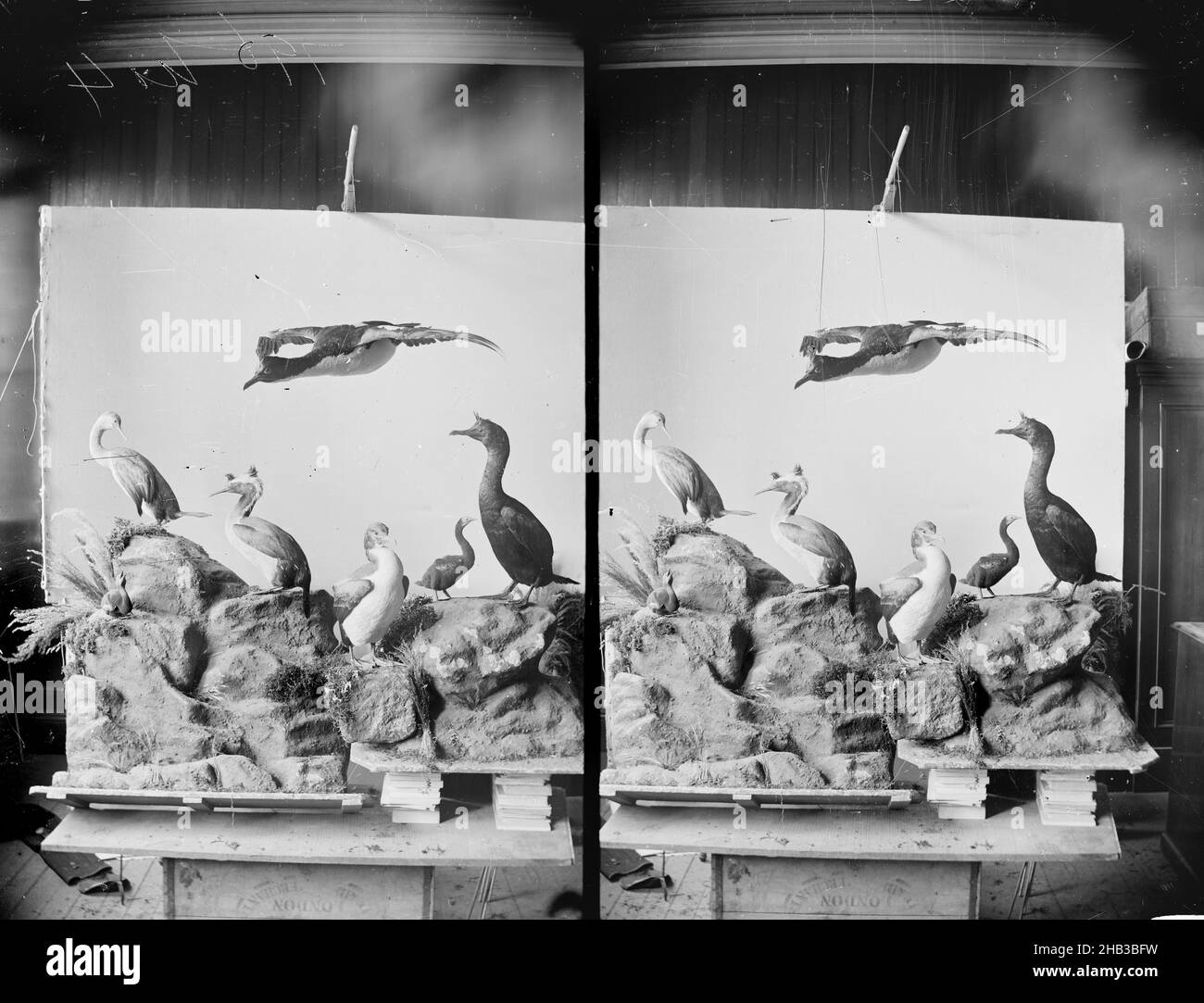 [Shags], Burton Brothers studio, photography studio, circa 1889, Dunedin, black-and-white photography, Display of stuffed birds Stock Photo